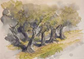 Aquarell Olivenbäume